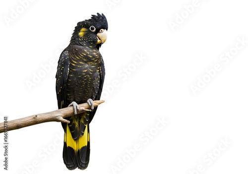 Captivating shot of a black cockatoo perched gracefully on a branch, showcasing its unique yellow markings against the stark white background.