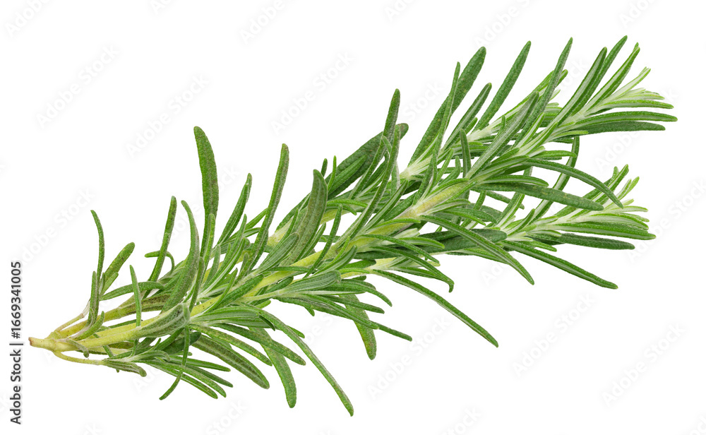 Fototapeta premium fragrant rosemary sprig for culinary and aromatic uses