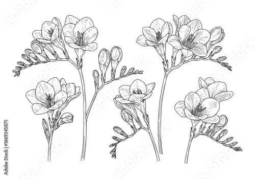 Elegant floral silhouette sketch of blooming freesia flowers, perfect for delicate designs