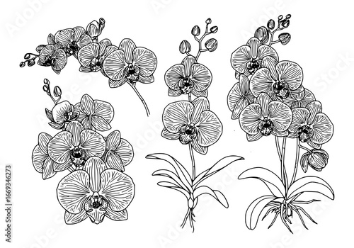 Elegant orchid blossom silhouette art drawing for botanical designs and delicate feminine projects
