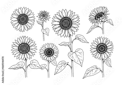 Elegant sunflower silhouette blossoms in bloom, perfect for summer themes and graphic design projects