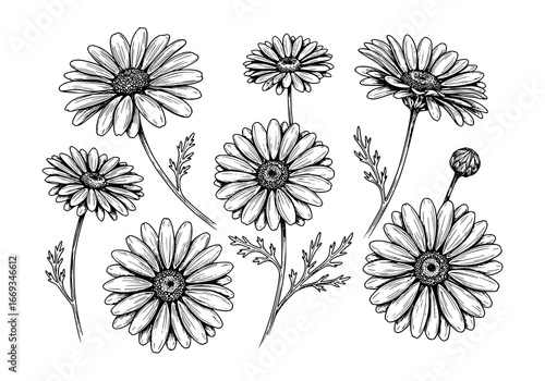 Elegant floral design with daisy flower silhouette for modern creative projects and botanical themes