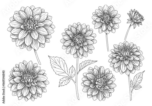 Elegant dahlia flower silhouette drawing adds a touch of nature and sophistication