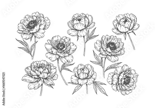 Elegant peony flower blossom silhouette for creative design or botanical illustration needs