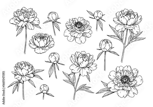 Elegant peony flower silhouette design, floral vector art for cards and invitations