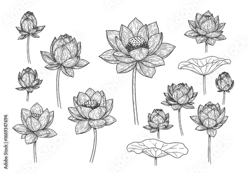 Elegant lotus flower silhouette, a symbol of purity and spiritual awakening in line art style