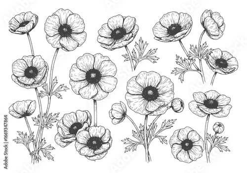 Elegant anemone flower silhouette illustration for botanical designs and timeless floral art