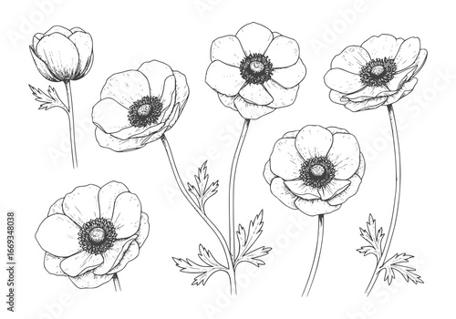 Elegant anemone flower silhouette art for modern design projects and botanical illustrations