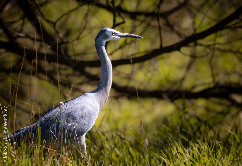 Naklejka premium White Faced Heron