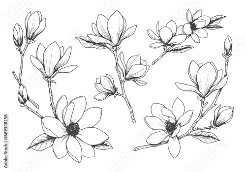 Elegant magnolia flowers silhouette for delicate botanical designs and floral arrangements