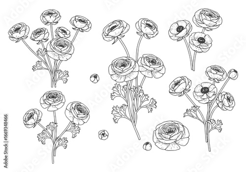 Elegant ranunculus flower silhouette for minimalist design and botanical art projects