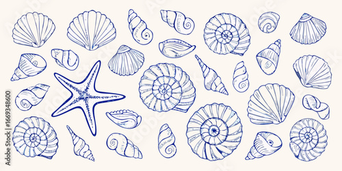 Assortment Of Blue Hand Drawn Seashells And Starfish On Light Background conch spiral shell