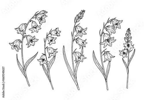Elegant bluebell flower silhouette collection for natural design elements