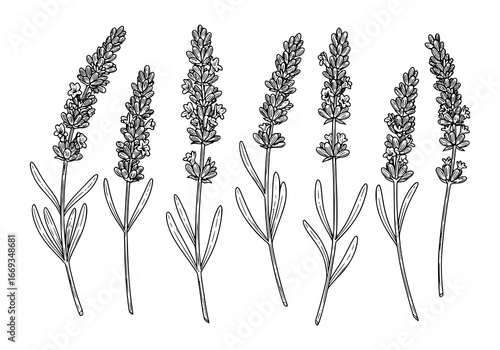 Elegant lavender silhouette set for natural wellness and botanical design projects