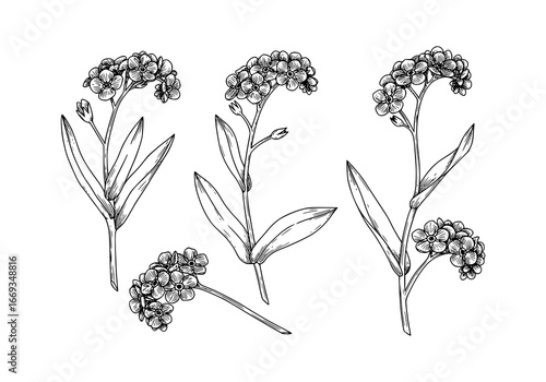 Delicate forget-me-not flower silhouette, a charming botanical outline for elegant design projects