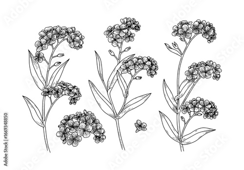 Delicate forget-me-not flower silhouette, elegant botanical outline art for natural designs