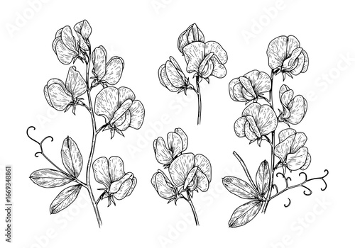 Elegant sweet pea silhouette botanical illustration captures delicate floral beauty for design projects