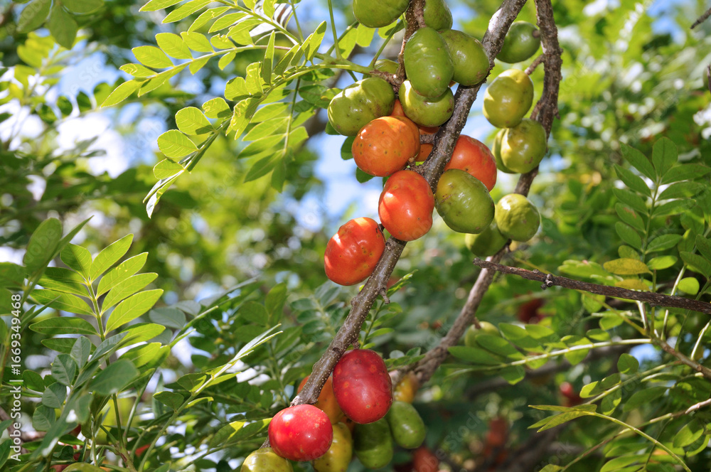 Obraz premium The ciriguela, Spondias purpurea; also called ceriguela, siriguela or seriguela, is a tree in the anacardiaceae family. These same names also refer to its fruit, rich in C vitamin. Brasília, 2023