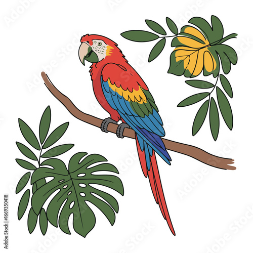 Continuous line of a Parrots .Single one line art of wild Parrots , One continuous line illustration of an Parrots isolated on white background.