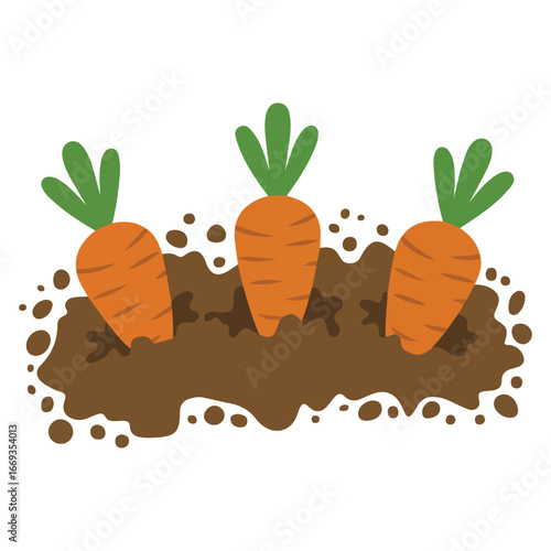 Fresh orange carrots growing in garden bed flat vector illustration on white background