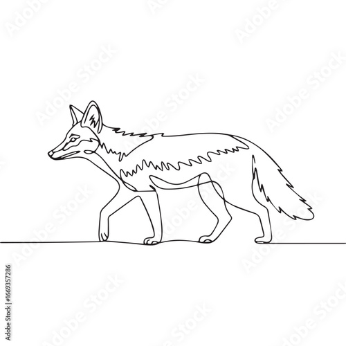 Continuous line of walking standing Black-backed jackal .Single one line art of wild Black-backed jackal , One continuous line illustration of an Black-backed jackal isolated on white background.