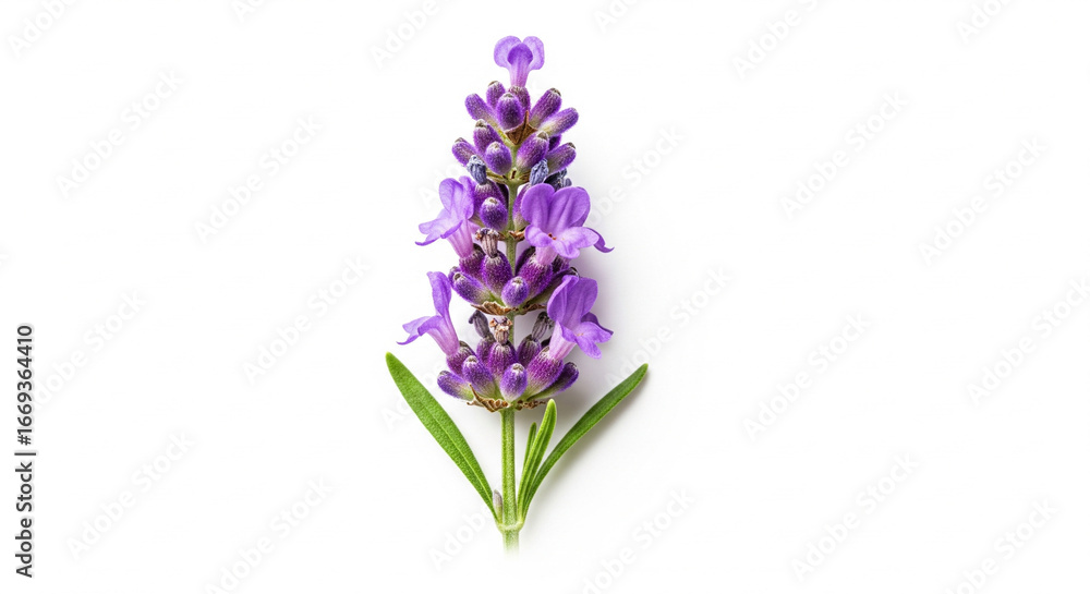 Obraz premium Sprig of lavender flowers on white background, detailed buds