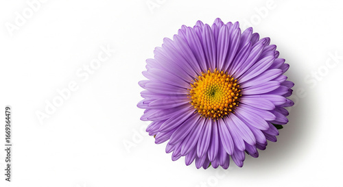 Single purple aster on white background