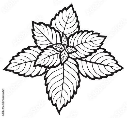 Black line art illustration of aromatic basil or mint leaves symmetrical plant drawing