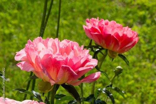 Wallpaper Mural Gorgeous pink peony flower taken in close-up on a green blurred background. in natural light. Torontodigital.ca