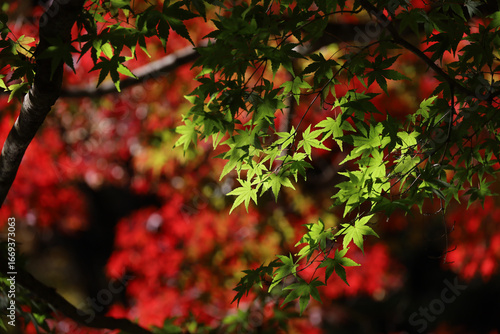 A close-up background material photo of the autumn leaves of Japanese maple that change to red color