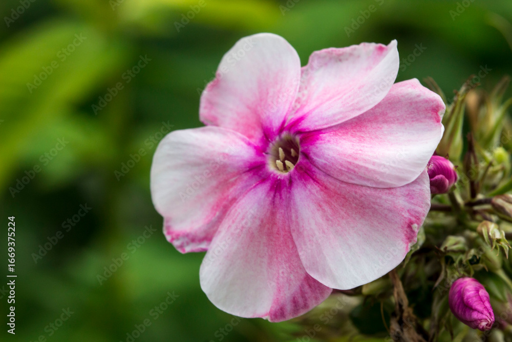 Obraz premium phlox pink. colorful macro photography of a flower. blurred background with highlights and bokeh. the beauty of nature. wildlife.