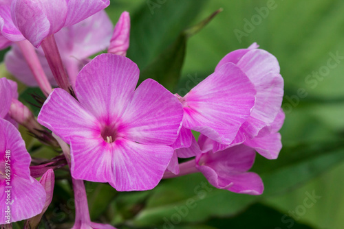 phlox pink. colorful macro photography of a flower. blurred background with highlights and bokeh. the beauty of nature. wildlife.