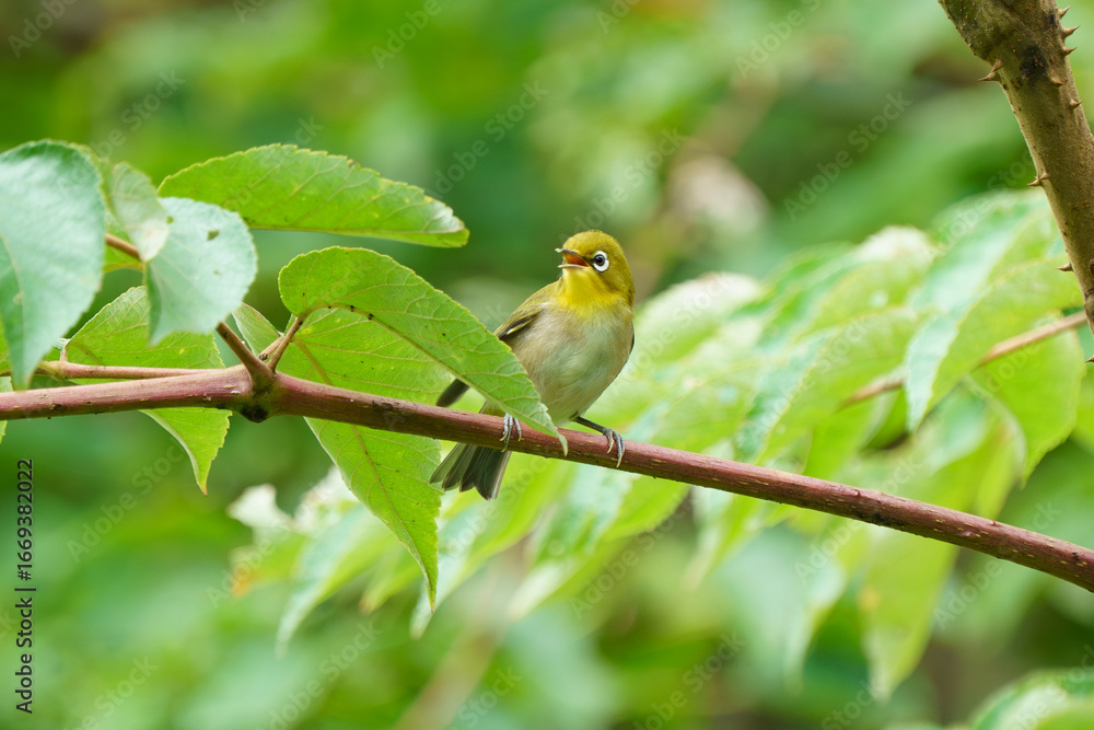 Obraz premium 北海道の野鳥