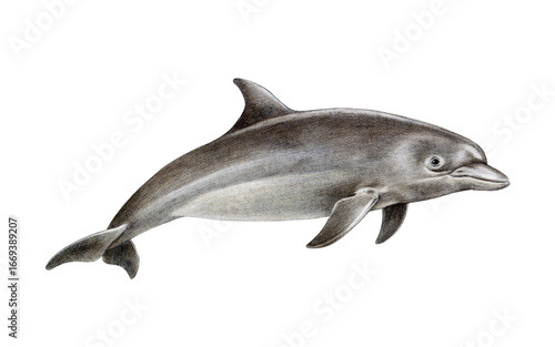 Obraz na plátně Bottlenose dolphin hand drawn vintage style illustration isolated on white background