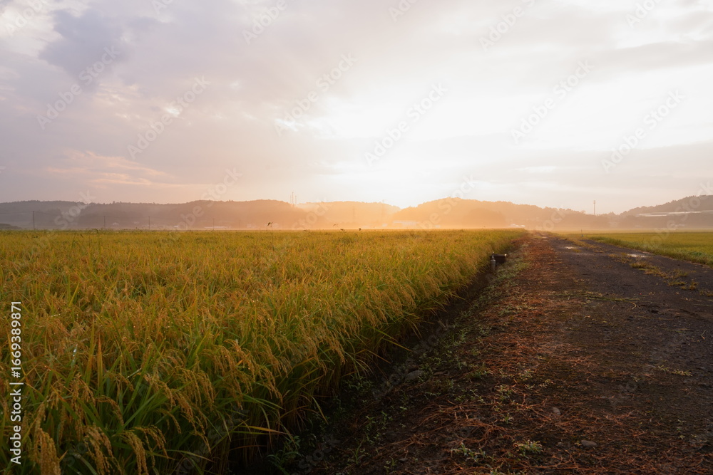 Obraz premium Golden Rice Fields Veiled in Morning Mist.
