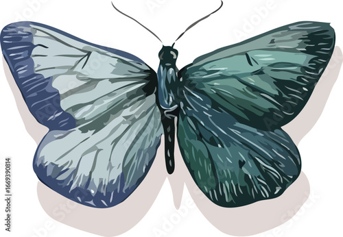 Butterfly vector art