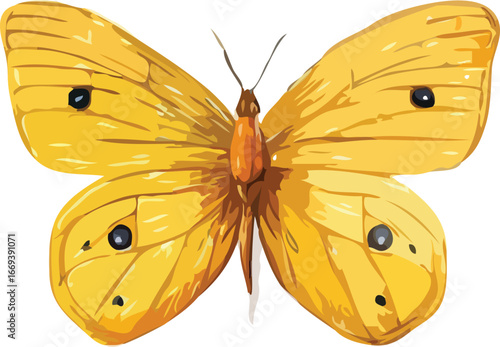Butterfly vector art
