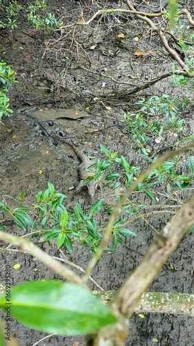 Monitor Lizard Walking in Mud from Above – Sungei Buloh, Singapore (Vertical Video, 4K)