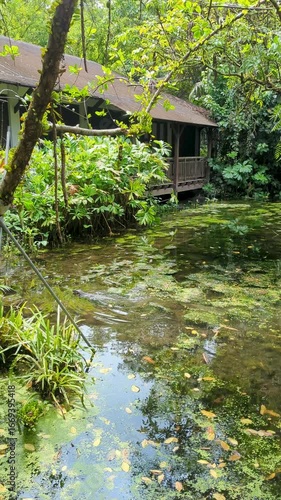 Monitor Lizard Swimming Past Traditional House – Sungei Buloh, Singapore (Vertical Video, 4K)