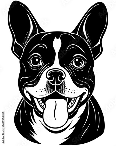 Joyful Boston Terrier dog portrait with happy panting expression and alert ears, perfect for pet lovers