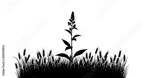 silhouette of wildflowers and wheat in a field, nature illustration, floral design, botanical art