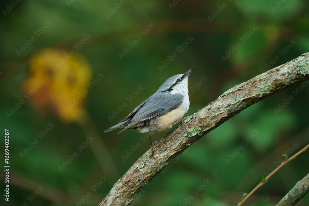 Fototapeta premium 北海道の野鳥