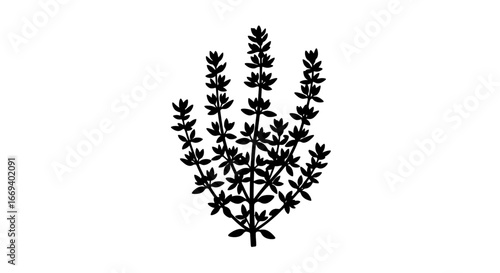 thyme silhouette, herb plant, botanical illustration, culinary spice, black and white, simple design, nature graphic, minimalist