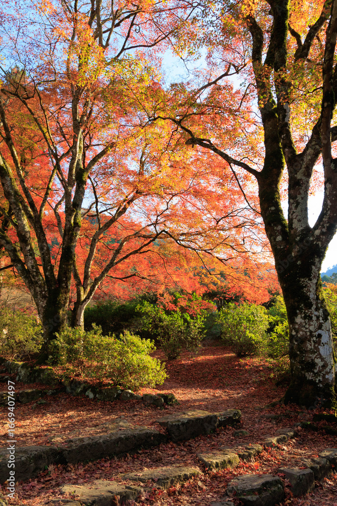 Naklejka premium 紅葉した山