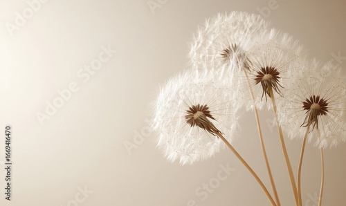Wallpaper Mural serene and elegant photo capturing the delicate beauty of dandelion fluff against a minimalist backdrop. This visual is ideal for creating gentle and soft wallpaper designs with ample, Generative AI Torontodigital.ca