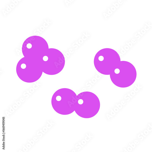 staphylococcus bacteria