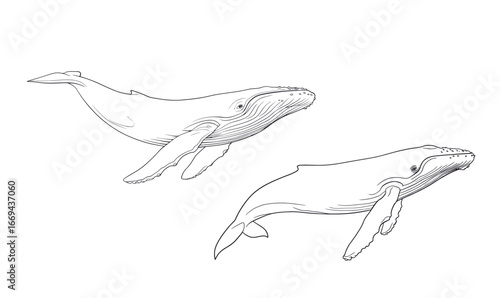 Two humpback whales glide effortlessly through the calm ocean waters, showcasing their magnificent tails and fins under the bright sunlight.