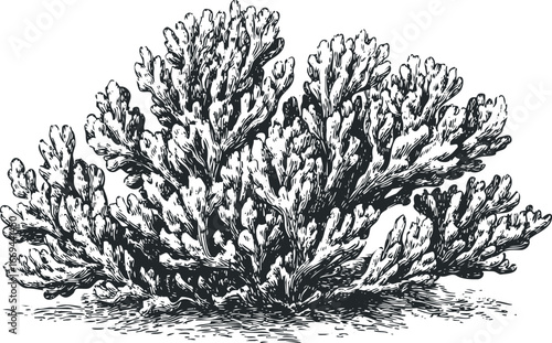 Detailed Ink Drawing of a Textured Sea Coral Colony