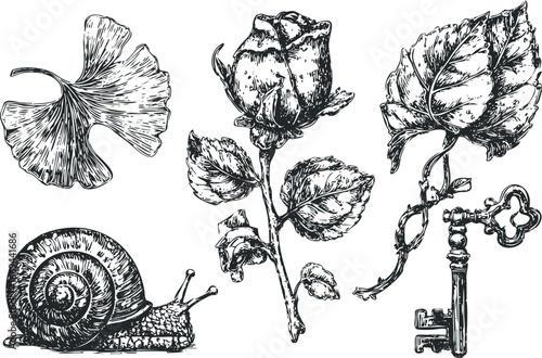 Vintage black and white botanical and zoological illustration with rose, snail, ginkgo leaf and key