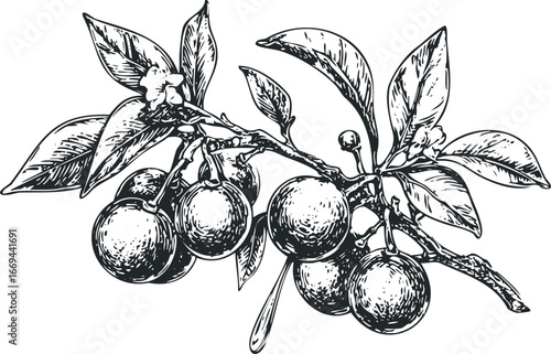 Detailed black and white sketch of a branch with ripe cherries and leaves